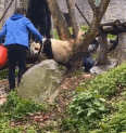 卡脚还顾着吃笋笋